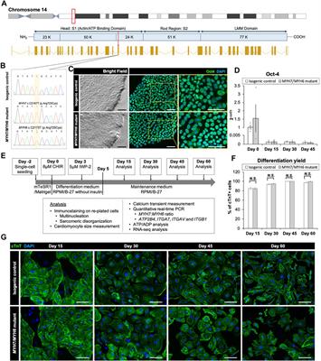 Myosin Heavy Chain Converter Domain Mutations Drive Early-Stage Changes in Extracellular Matrix Dynamics in Hypertrophic Cardiomyopathy